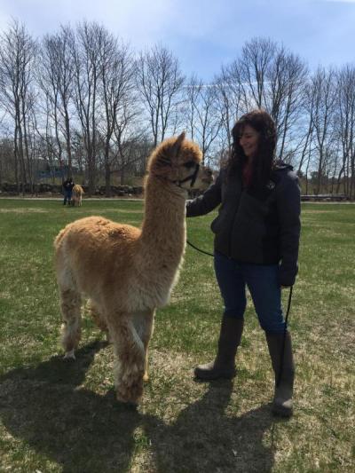 Dartmouth Week - Dartmouth, MA news - Tio the alpaca poses for a photo as he greets passers-by during the Easter event