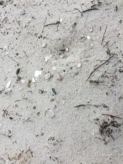Dartmouth Week - Dartmouth, MA news - A piping plover scrape, with footprints in the sand. In the next couple of weeks this may become a nest