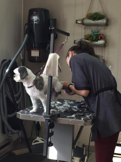 A staff member at The Pet Tailor finishes clipping Lulu May.
