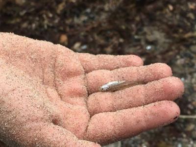 A close-up look at an Atlantic silverside the campers caught in their nets. Photo by: Sandy Quadros Bowles