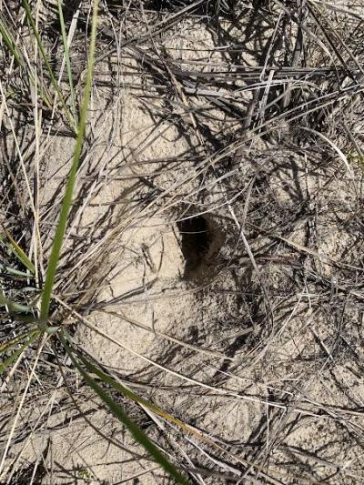 A false nest created by a terrapin before she decided it was not suitable. Photo by: Macie Broussard