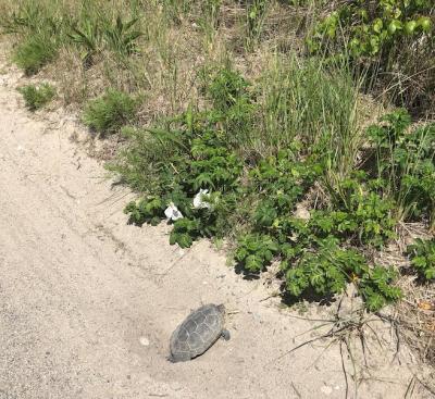 The northern diamond-backed terrapins choose sandy stretches near water to lay eggs. Photo courtesy: Macie Broussard