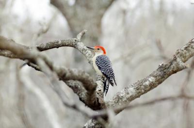Red-bellied Woodpecker