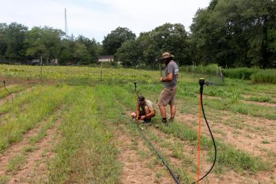 Andrew Thornhill of Silverbrook Farm installs an irrigation system in one of his fields in preparation of planting turnips and fall radishes later in the week.