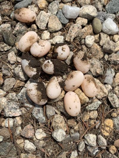Salters Point Terrapin Eggs 
