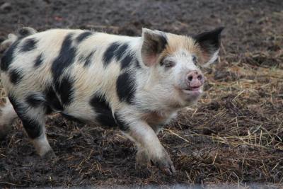 This attention hog is one of the many farm animals that live at Round the Bend Farm in South Dartmouth, an educational nonprofit that hosts field trips and workshops. Photo by Magnolia McComish