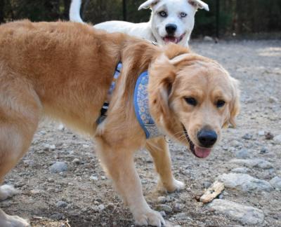 Honey Lo, a golden retriever, and Hope Rioux, a lab pitbull huskey mix, play with a stick at the temporary dog park.