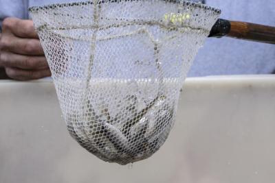 Silvery “shiner” bait-fish are lifted into a net for participants to fish with. All the fishing gear needed to participate is provided by the tournament’s sponsors.