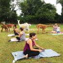 People snapped photos with the animals before and after the yoga session