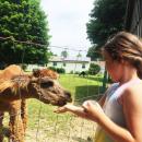 Delia Desmarais, 8, feeds a male alpaca in another field