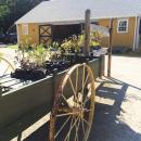 A cart full of plants at Alderbrook Farm