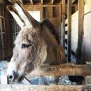 Jack the donkey poses at Alderbrook Farm