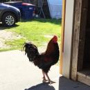 A rooster wanders around Alderbrook Farm