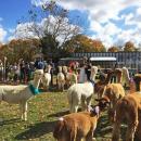 Alpacas gathered in the sunshine during the event.