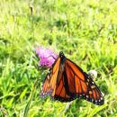 A monarch drinks nectar from an invasive knapweed plant.