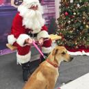Dartmouth, MA news - Humane Society Christmas - Penny Grace was uncertain about Santa.