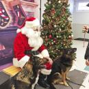 Dartmouth, MA news - Humane Society Christmas - Bravo, 6, and Genya, 10, are competition dogs from Rochester trained for tracking, obedience, and protection.