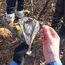 Howard said the deer scapula probably came from a coyote kill, but may have been brought to the trail by a curious dog