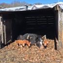 New piglets were also enjoying the sunshine.