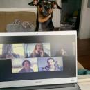 Katelyn Kaulback’s pup Lenni distracts her from a video conference call. Photo courtesy: Katelyn Kaulback