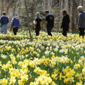 Dartmouth Week - Dartmouth, MA news - DNRT’s daffodil field is part of its Parsons Reserve and a major attraction every spring. Photo by: Douglas McCulloch
