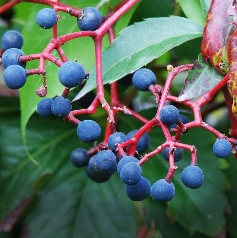 The Virginia Creeper, a potentially deadly berry. Photo courtesy: Pancrat/Creative Commons