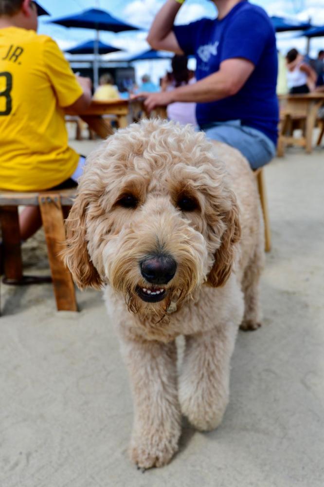 Welcoming dogs to the outdoor facility creates a relaxed atmosphere, Steve Silverstein said.