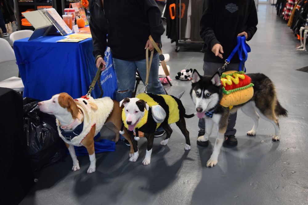 Passion, Panda and Atlas pose for a photo. Photos by Kat Sheridan
