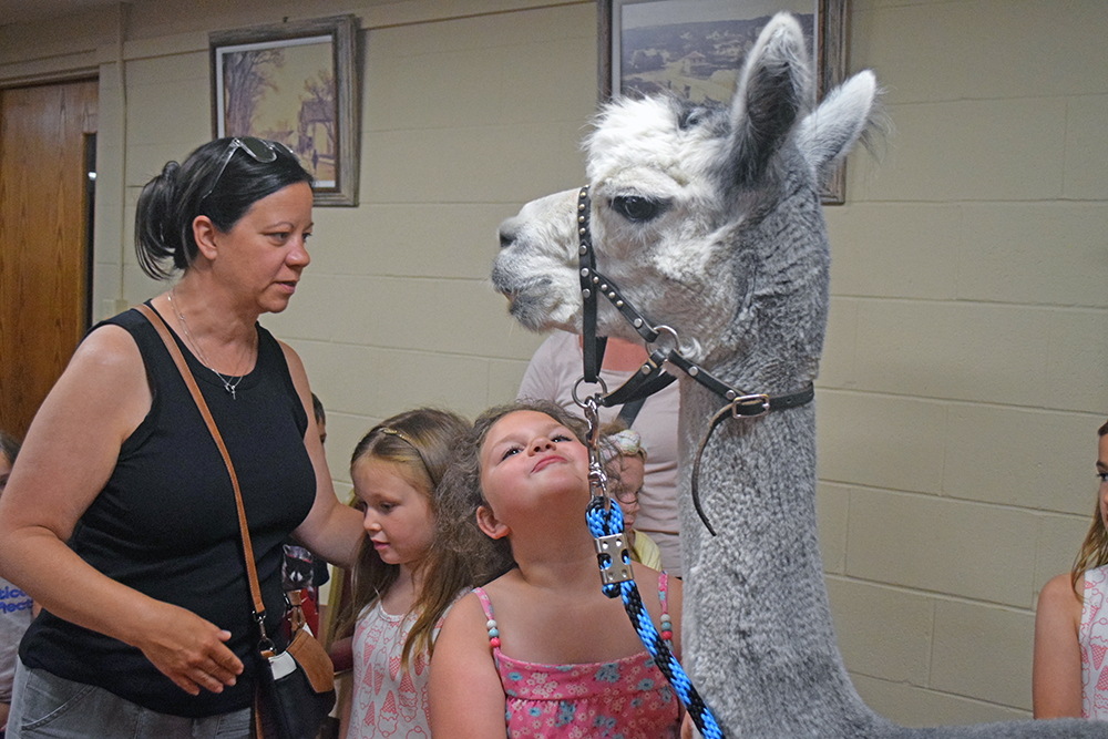 Aubrey stares lovingly at the alpaca. Photos by Kat Sheridan
