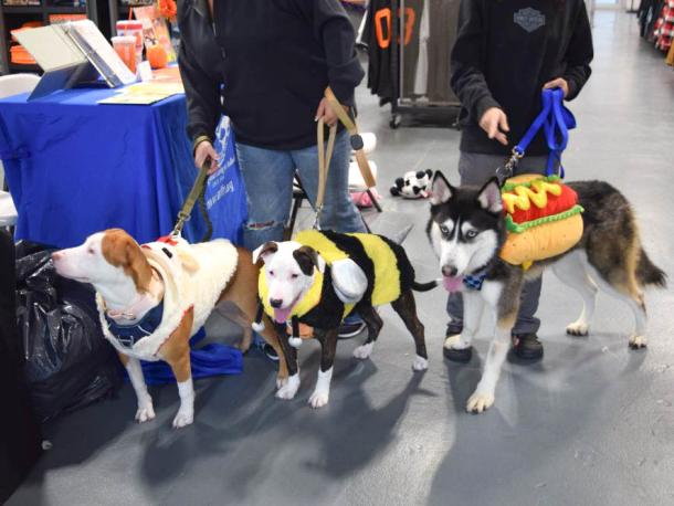  Passion, Panda and Atlas pose for a photo. Photos by Kat Sheridan
