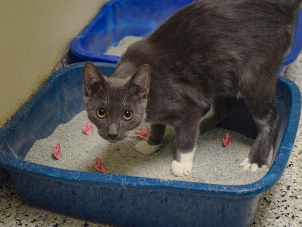 One of the bonded kittens was more focused on getting pets. Photos by Kat Sheridan