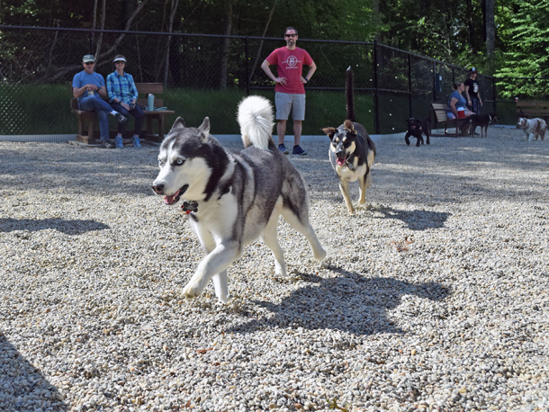 Zoe plays a game of tag with Buddy. Photos by Kat Sheridan