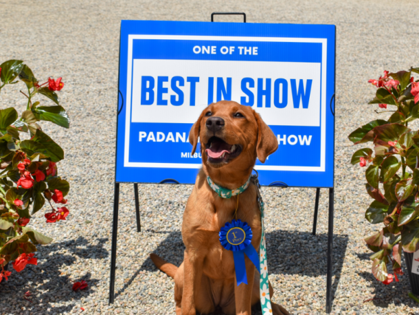 dog show