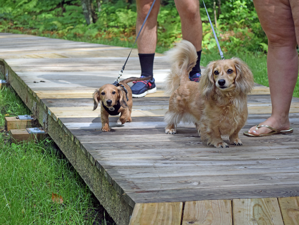 Two dachshunds head into the park. Photos by Kat Sheridan