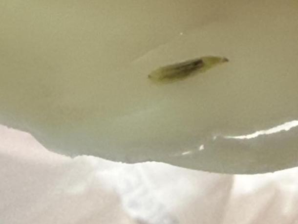The larva Kayla Nelson found in her Jersey Mike’s sub. Photo by Kayla Nelson