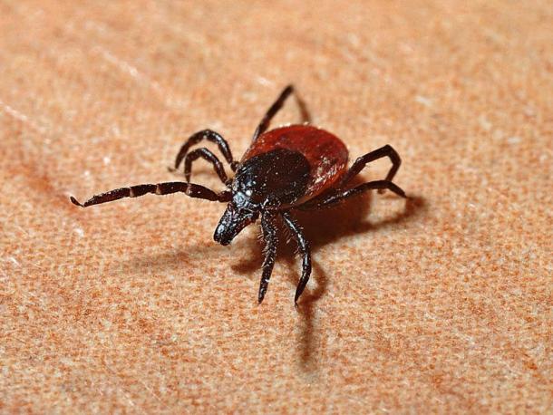 A tick. File photo
