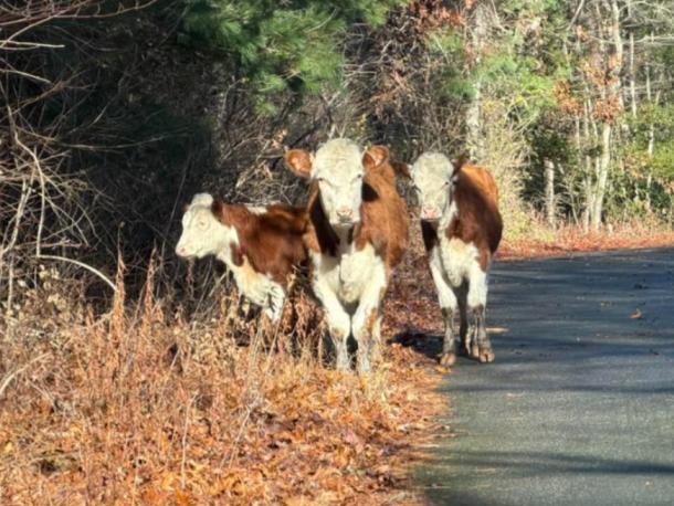 Cows that escaped from an unnamed farm in 2025. Source: Christine Lechan