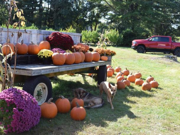 Pumpkins at Dartmouth Orchards. Photo by Kat Sheridan