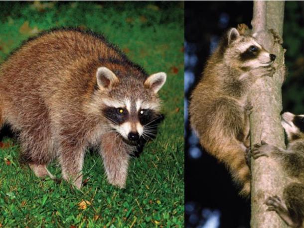 Raccoons. Source: mass.gov. 