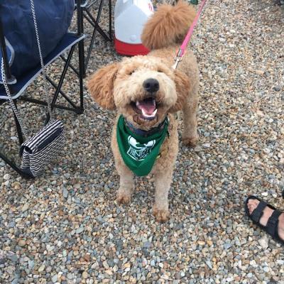 Ollie, a Wheaton doodle, shows his support for Dartmouth Natural Resources Trust.