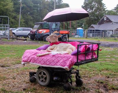 Kiki in her fully self controlled wheelchair. Photos by Mari Huglin