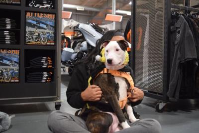Panda sits in Jennifer Silva's lap