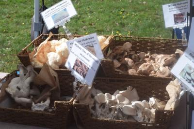 Some mushrooms for sale. 