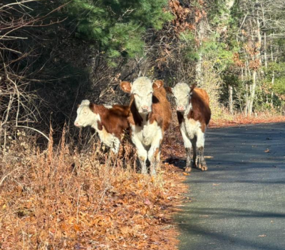 The escaped cows. Source: Christine Lechan