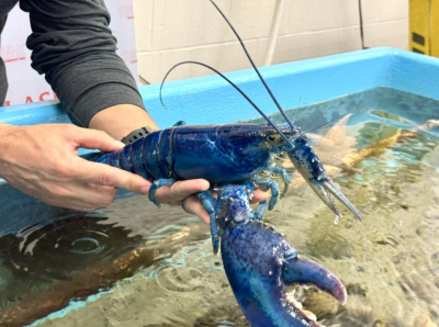 blue lobster
