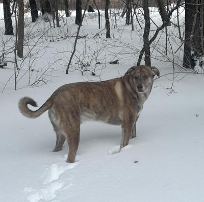 Cooper Cabral having fun in the snow. Source: Carol Cabral