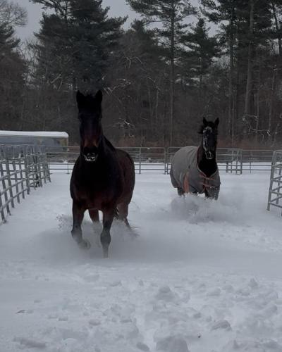 Some horses run around Don't Forget Us, Pet Us. Source: Deb Devlin
