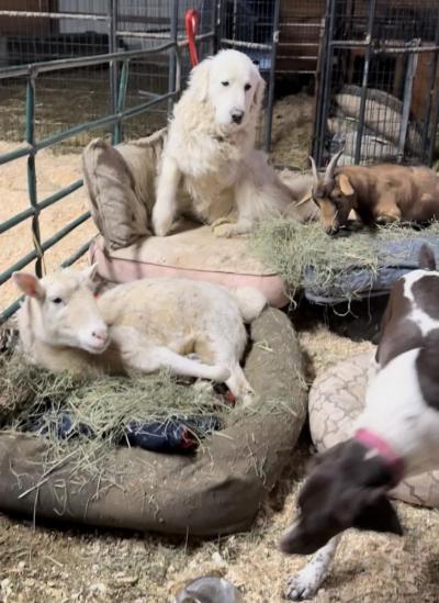 Kiki and the farm dogs rest up inside. Source: Deb Devlin