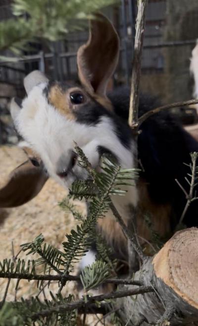 A goat at Don't Forget Us, Pet Us snacks on a Christmas tree. Source: Deb Devlin