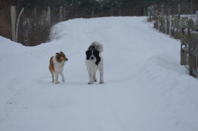 The farm dogs at Round the Bend farm enjoy the snow. Source: Desa Van Laarhoven